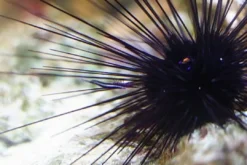 Clearance Langpigget Søpindsvin (Diadema savignyi) Anemone, Bløddyr Og Snegle Til Saltvand