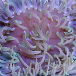 Sale Langtentanklet anemone (Macrodactyla Metallic Long Tentacle) Anemone, Bløddyr Og Snegle Til Saltvand
