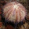 New Lillakantet hvid søpindsvin (Centrstephanus sp.) Anemone, Bløddyr Og Snegle Til Saltvand