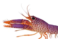 Best Lilla revhummer (Enoplometopus debelius) Anemone, Bløddyr Og Snegle Til Saltvand