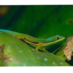 Lined Day Gecko (stripet Dag Gekko) Krybdyr