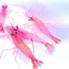 Discount Lysmata wurdemanni Anemone, Bløddyr Og Snegle Til Saltvand