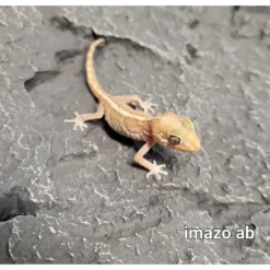 Outlet Madagaskar Markgecko Subadult - Paroedura picta Krybdyr