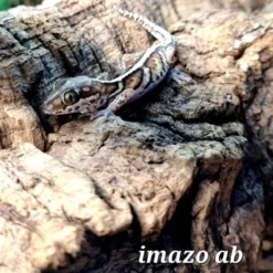 Outlet Madagaskar Markgecko Subadult - Paroedura picta Krybdyr