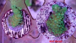 Outlet Nano Tech Bio Plug 1000 stykker Dekoration Til Saltvand