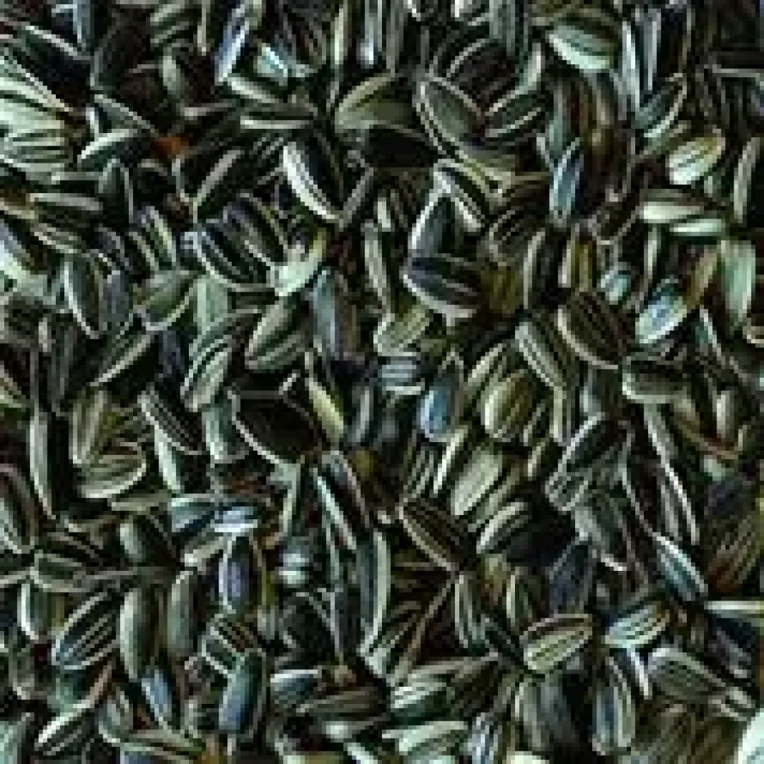 Discount Solsikkefrø 1 kg (dobbelt renset) Fuglefoder