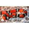 Hot Mælkesnog Lampropeltis Triangulum Sinaloa (unge) Krybdyr