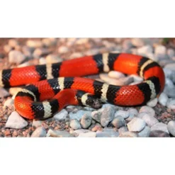 Hot Mælkesnog Lampropeltis Triangulum Sinaloa (unge) Krybdyr