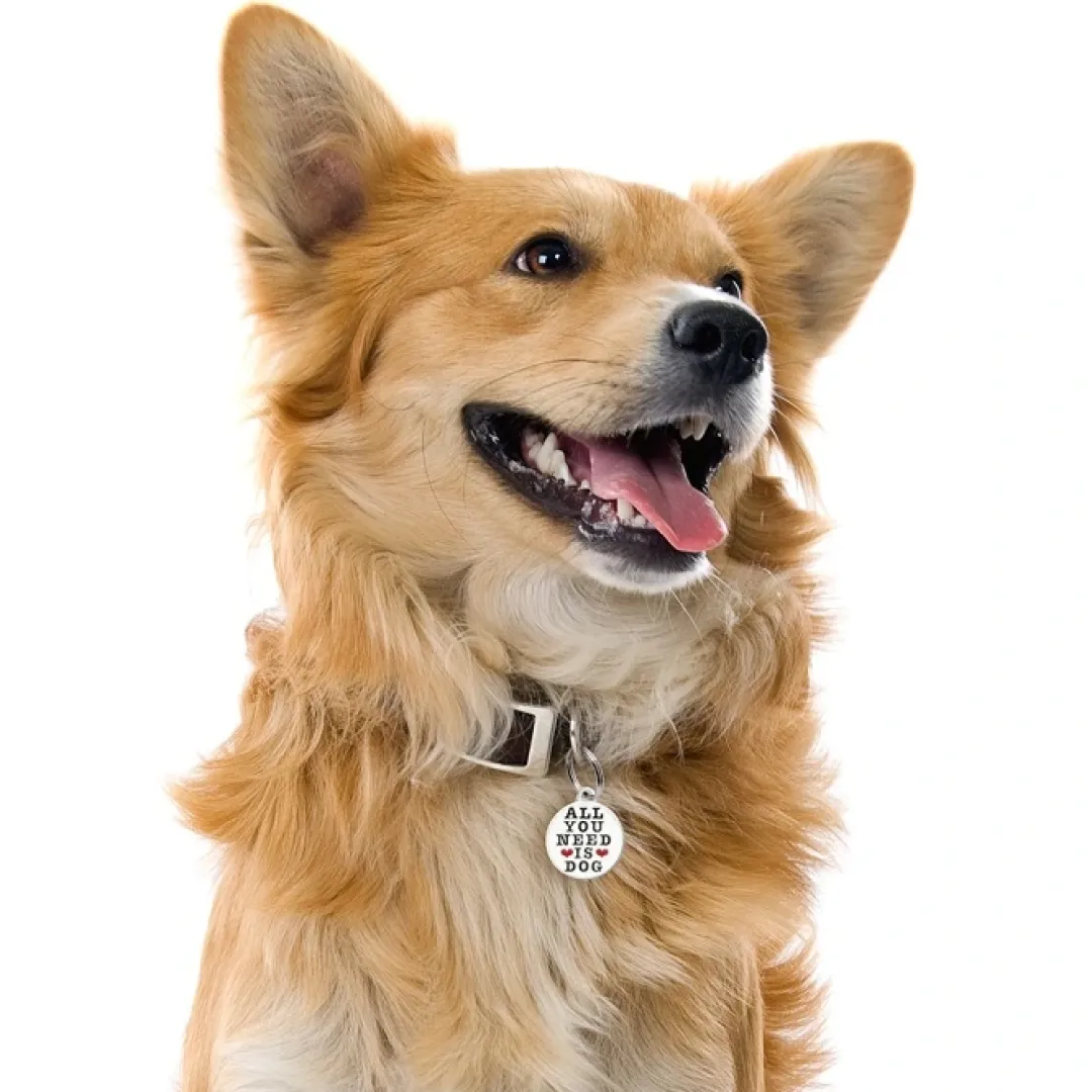 Best All You Need Is Dog Hundetegn Til Hvalpe - Sikkerhed Og Tryghed Hvis Hvalpen Løber Væk|Hundetegn Og Smykker Med Stil Og Sikkerhed