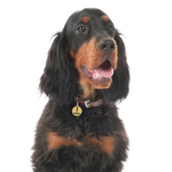 Outlet Danger Hundetegn Til Hvalpe - Sikkerhed Og Tryghed Hvis Hvalpen Løber Væk|Hundetegn Og Smykker Med Stil Og Sikkerhed