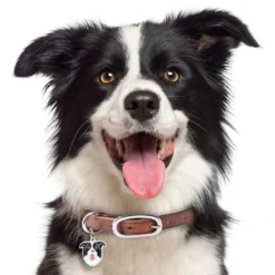 Outlet Friends Border Collie Hundetegn Til Hvalpe - Sikkerhed Og Tryghed Hvis Hvalpen Løber Væk|Hundetegn Og Smykker Med Stil Og Sikkerhed