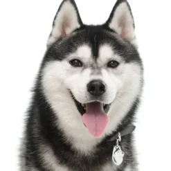 Outlet Friends Siberian Husky Sort Hundetegn Til Hvalpe - Sikkerhed Og Tryghed Hvis Hvalpen Løber Væk|Hundetegn Og Smykker Med Stil Og Sikkerhed
