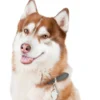 Best Friends Siberian Husky Brun Hundetegn Til Hvalpe - Sikkerhed Og Tryghed Hvis Hvalpen Løber Væk|Hundetegn Og Smykker Med Stil Og Sikkerhed