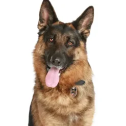Hot Friends Schæferhund Brun Hundetegn Til Hvalpe - Sikkerhed Og Tryghed Hvis Hvalpen Løber Væk|Hundetegn Og Smykker Med Stil Og Sikkerhed