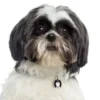 Discount Friends Shih Tzu Sort Hundetegn Til Hvalpe - Sikkerhed Og Tryghed Hvis Hvalpen Løber Væk|Hundetegn Og Smykker Med Stil Og Sikkerhed