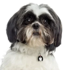 Discount Friends Shih Tzu Sort Hundetegn Til Hvalpe - Sikkerhed Og Tryghed Hvis Hvalpen Løber Væk|Hundetegn Og Smykker Med Stil Og Sikkerhed