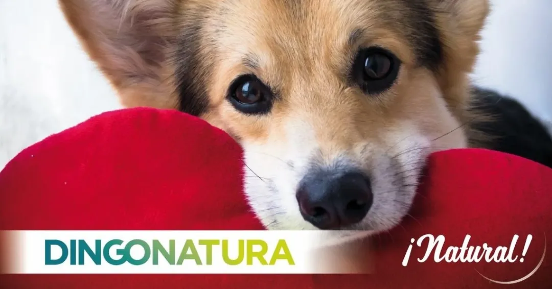 Sale Natura Diet Hundefoder 4 x de bedste varianter Hundefoder|Tørfoder Til Hunde I Alle Størrelser Og Aldre
