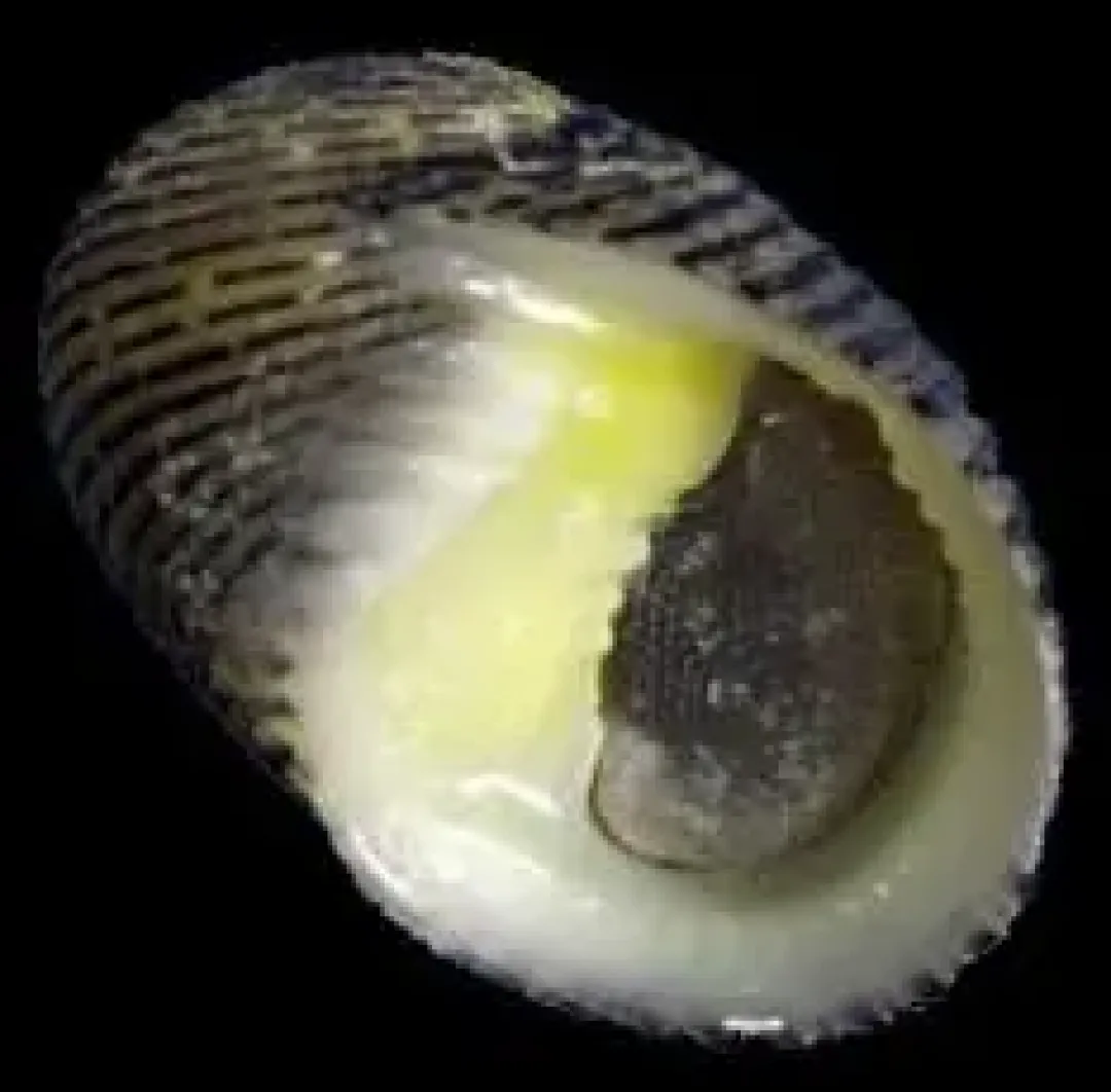 Best Nerita snegl (Nerita sp.) Anemone, Bløddyr Og Snegle Til Saltvand