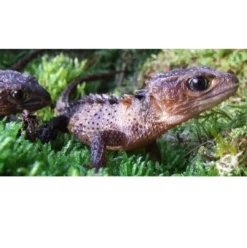 Outlet New guinea Caque Headed Skink (Tribolonotus Novaeguineae) Krybdyr