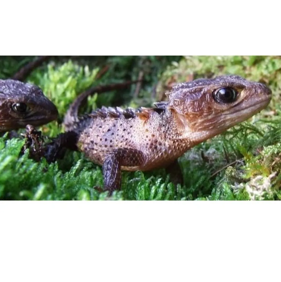 Outlet New guinea Caque Headed Skink (Tribolonotus Novaeguineae) Krybdyr