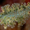 Discount Nøgen snegl (Tridachia crispata) Anemone, Bløddyr Og Snegle Til Saltvand