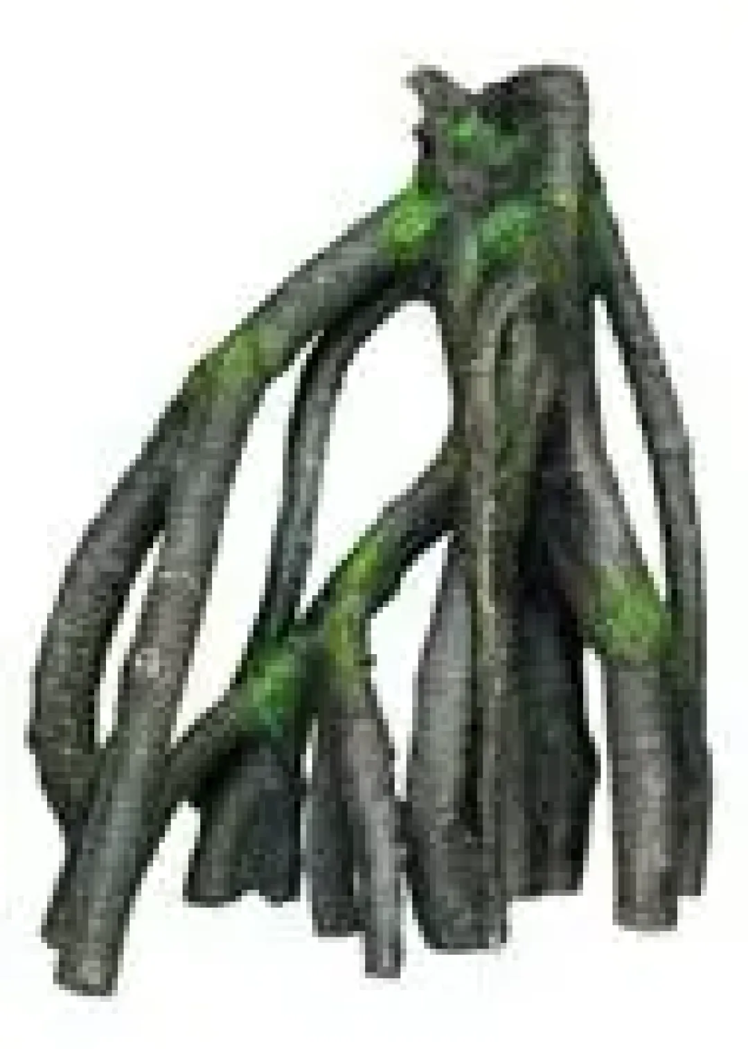 Discount Mangrove dekoration L 21 x 12,5 x 25 cm Aquascaping|Dekoration Til Terrarier