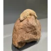 Outlet Nycaledonisk kæmpe gekko Moro - Rhacodactylus leachianus Krybdyr