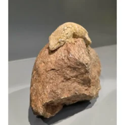 Outlet Nycaledonisk kæmpe gekko Moro - Rhacodactylus leachianus Krybdyr