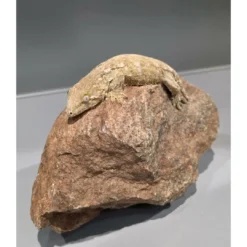 Outlet Nycaledonisk kæmpe gekko Moro - Rhacodactylus leachianus Krybdyr