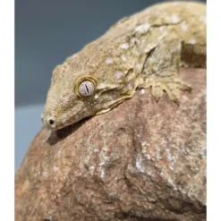 Outlet Nycaledonisk kæmpe gekko Moro - Rhacodactylus leachianus Krybdyr