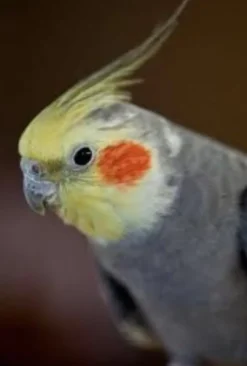 Discount Nymfeparakit (Nymphicus hollandicus) Eksotiske Fugle