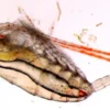 Discount Nyos Goldpods 250 ml Fiskefoder Til Saltvandsfisk