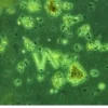 New Nyos Phytomaxx Live Phytoplankton koncentrat 250 ml Fiskefoder Til Saltvandsfisk