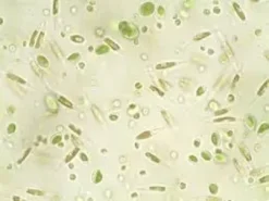 New Nyos Phytomaxx Live Phytoplankton koncentrat 250 ml Fiskefoder Til Saltvandsfisk