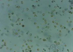 New Nyos Phytomaxx Live Phytoplankton koncentrat 250 ml Fiskefoder Til Saltvandsfisk
