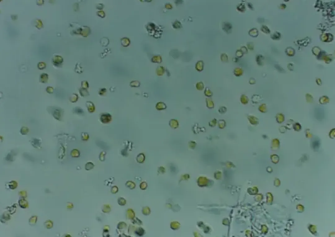 New Nyos Phytomaxx Live Phytoplankton koncentrat 250 ml Fiskefoder Til Saltvandsfisk