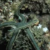 New Ophiarachna incrassata (olivengrøn slangesøstjerne) Anemone, Bløddyr Og Snegle Til Saltvand