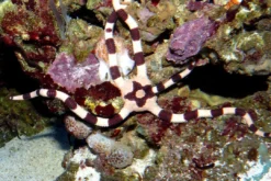 Online Ophiolepis Superba slangesøstjerne Anemone, Bløddyr Og Snegle Til Saltvand