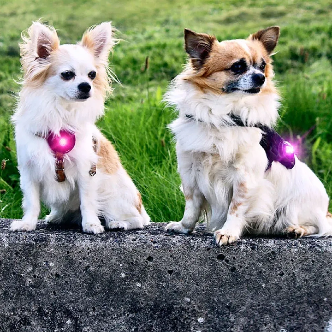 Online hundelygte Lilla Hundetilbehør Til Hvalpe - Tryg Start I Hverdagen|Tilbehør Til Hund - Alt Til En Glad Og Tryg Hverdag For Din Bedste Ven