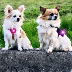 Best hundelygte Lyserød Hundetilbehør Til Hvalpe - Tryg Start I Hverdagen|Tilbehør Til Hund - Alt Til En Glad Og Tryg Hverdag For Din Bedste Ven