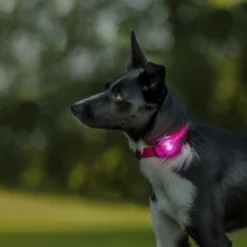 Best hundelygte Lyserød Hundetilbehør Til Hvalpe - Tryg Start I Hverdagen|Tilbehør Til Hund - Alt Til En Glad Og Tryg Hverdag For Din Bedste Ven