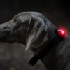 Discount hundelygte Rød Sikkerhedsudstyr Til Heste|Hundetilbehør Til Hvalpe - Tryg Start I Hverdagen