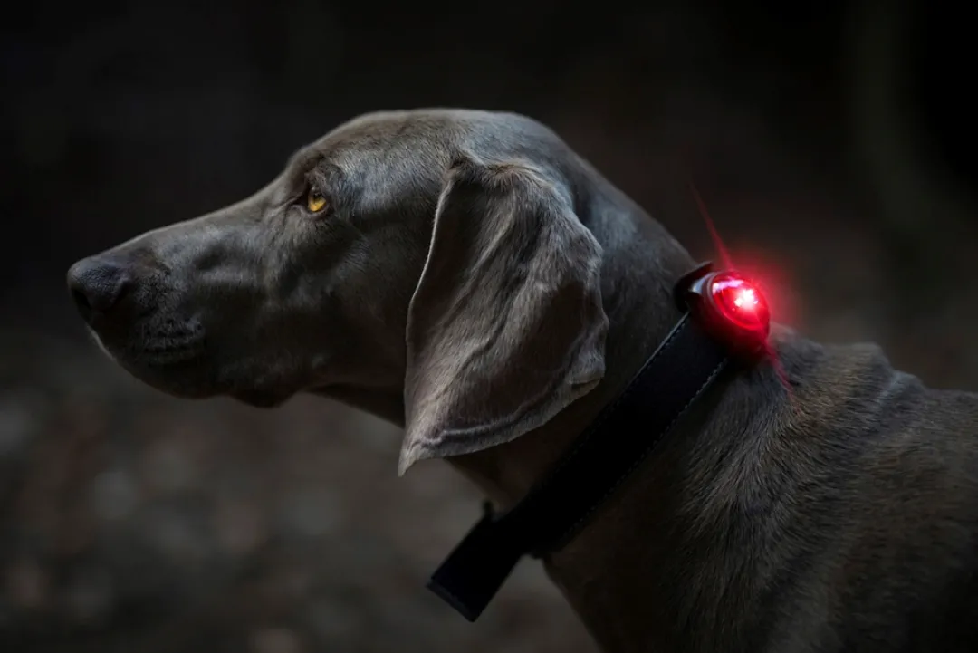 Discount hundelygte Rød Sikkerhedsudstyr Til Heste|Hundetilbehør Til Hvalpe - Tryg Start I Hverdagen