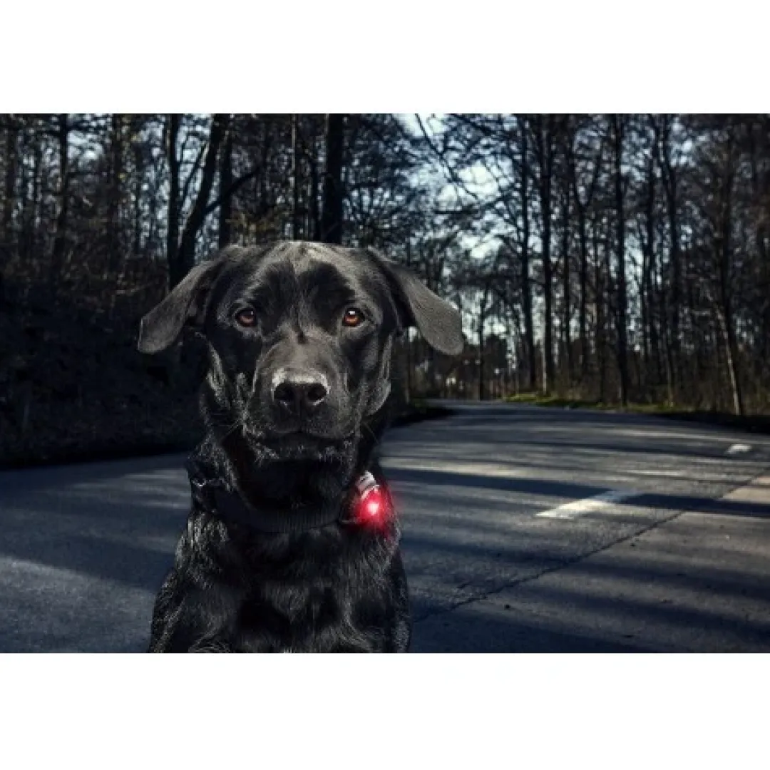 Discount hundelygte Rød Sikkerhedsudstyr Til Heste|Hundetilbehør Til Hvalpe - Tryg Start I Hverdagen