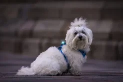 Clearance hundelygte Turquoise Hundetilbehør Til Hvalpe - Tryg Start I Hverdagen|Tilbehør Til Hund - Alt Til En Glad Og Tryg Hverdag For Din Bedste Ven