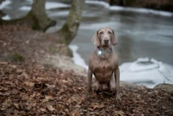 Clearance hundelygte Turquoise Hundetilbehør Til Hvalpe - Tryg Start I Hverdagen|Tilbehør Til Hund - Alt Til En Glad Og Tryg Hverdag For Din Bedste Ven