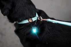 Clearance hundelygte Turquoise Hundetilbehør Til Hvalpe - Tryg Start I Hverdagen|Tilbehør Til Hund - Alt Til En Glad Og Tryg Hverdag For Din Bedste Ven