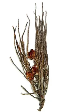 Sale Palme ris Terrarium dekoration Dekoration Til Terrarier