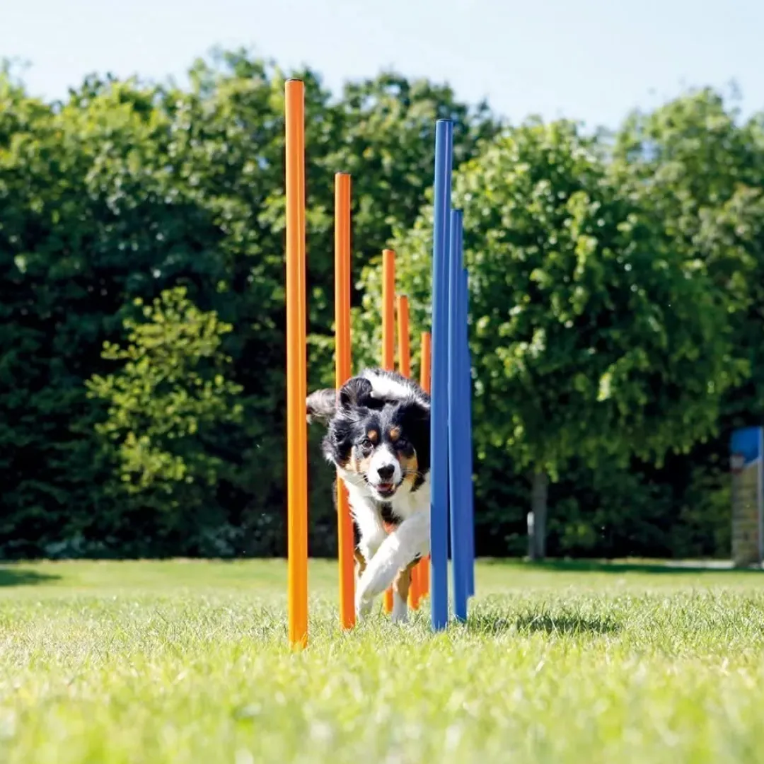 Discount Hunde Agility Slalom 12 stk pæle - sjov hundetræning Hundelegetøj Til Alle Hunde Leg Og Aktivering Året Rundt|Legetøj Til Hvalpe - Sjov Leg, Aktivering Og Tryghed Fra Første Dag