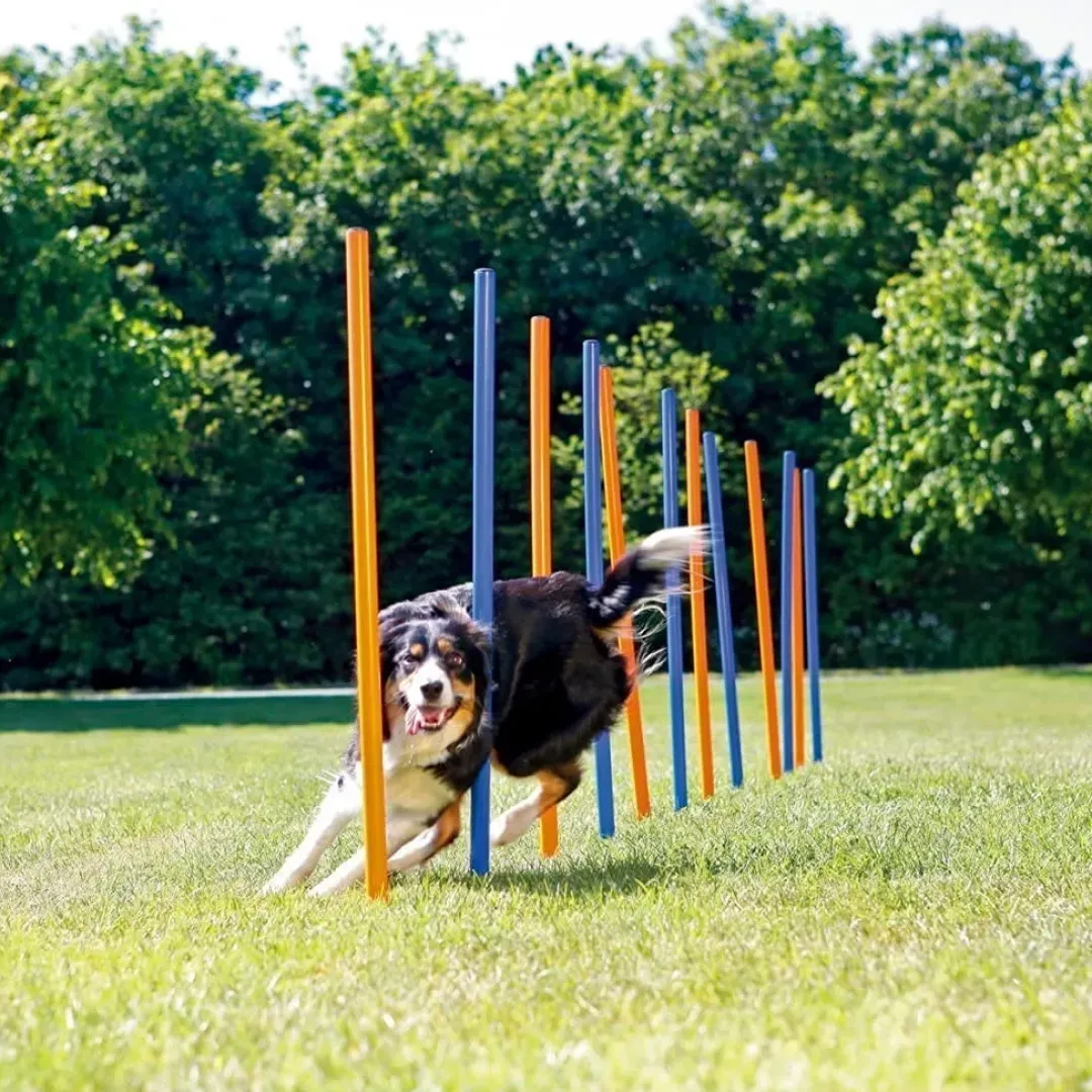 Discount Hunde Agility Slalom 12 stk pæle - sjov hundetræning Hundelegetøj Til Alle Hunde Leg Og Aktivering Året Rundt|Legetøj Til Hvalpe - Sjov Leg, Aktivering Og Tryghed Fra Første Dag
